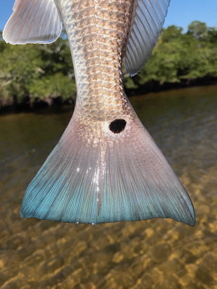 Sanibel Fishing Charters