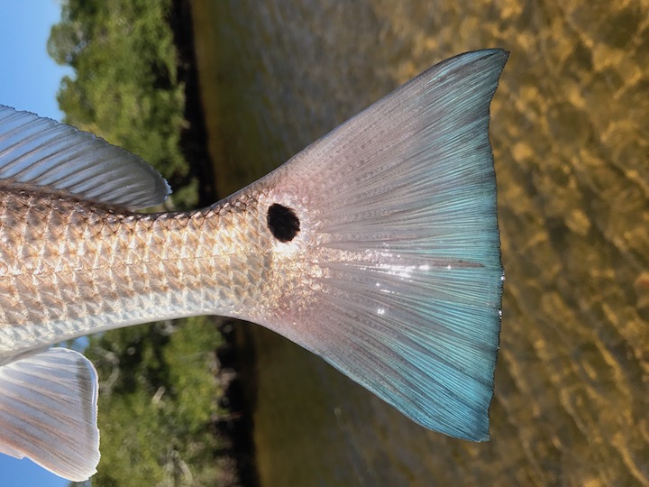 Sanibel Fishing Charters
