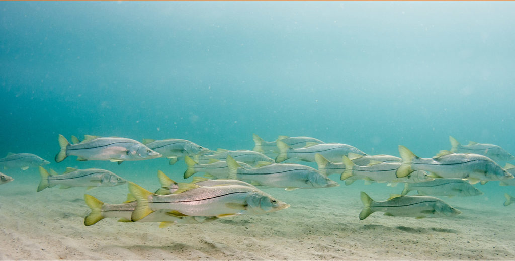 Sanibel Fishing Charters