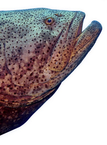Sanibel Fishing Charters