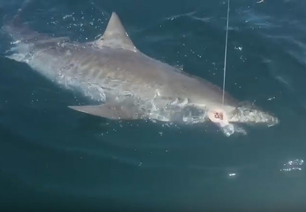 Sanibel Fishing Charters
