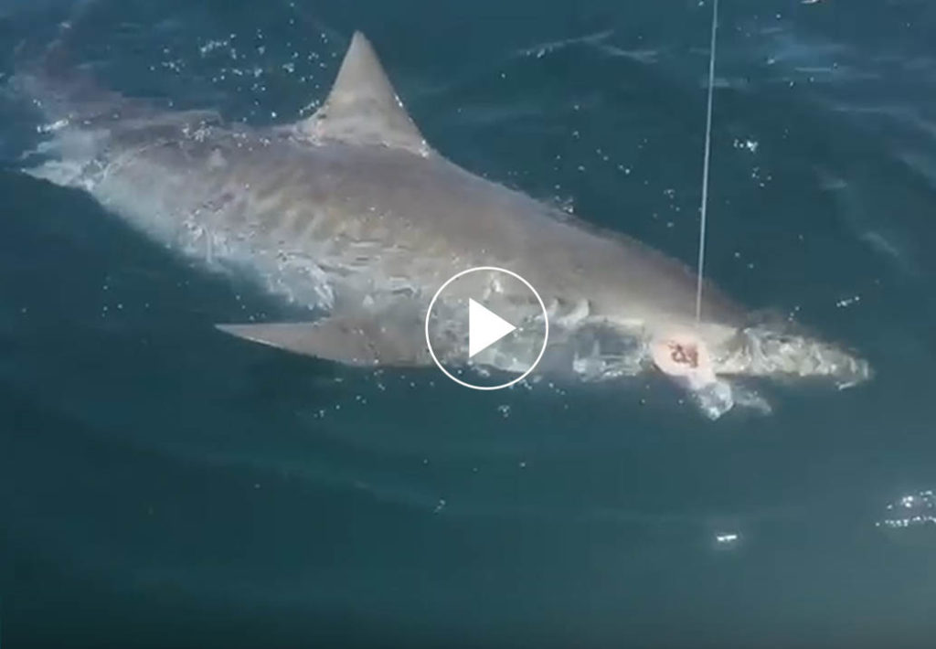 Sanibel Fishing Charters