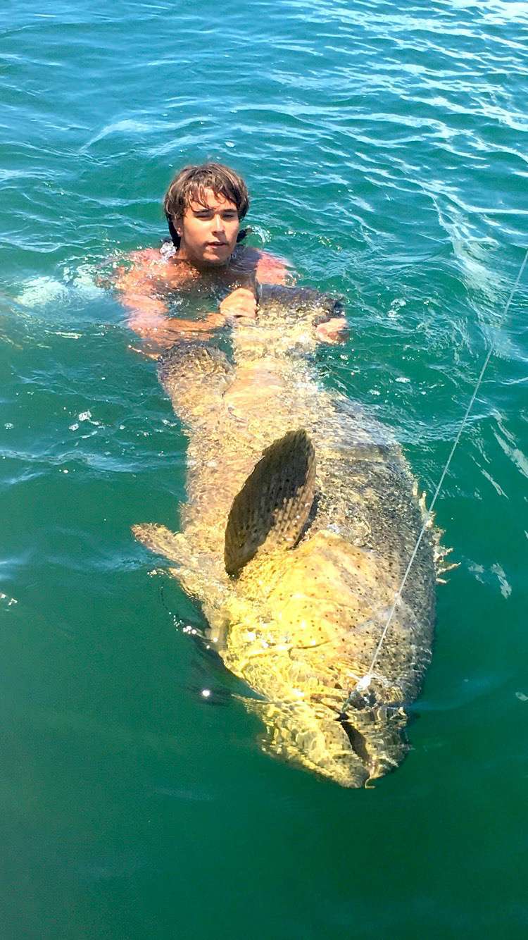 Goliath Grouper