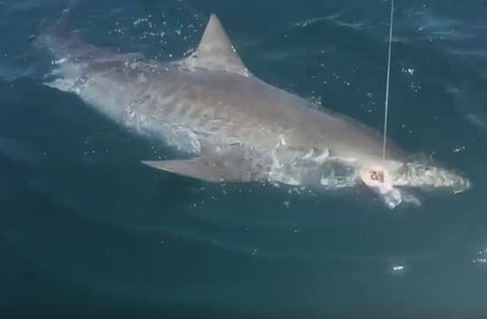 Sanibel Fishing Charters