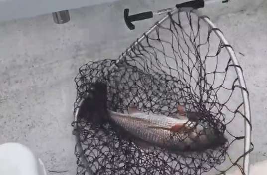 Sanibel Fishing Charters