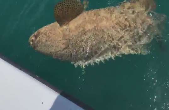 Sanibel Fishing Charters