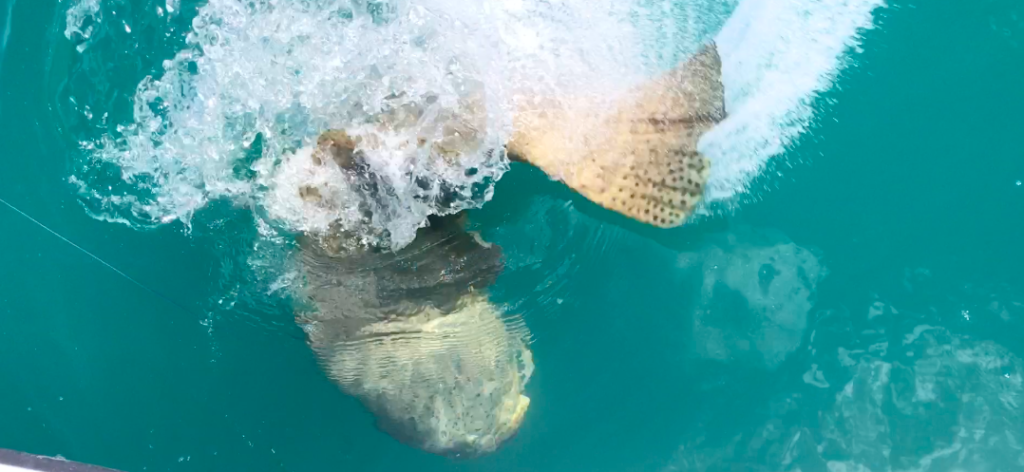 Sanibel Fishing Charters